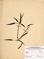 藏品(紅藤仔草)的圖片